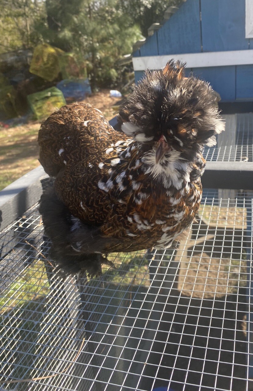 12+ Mille Fleur Satin Hatching Eggs NPIP & AI Clean