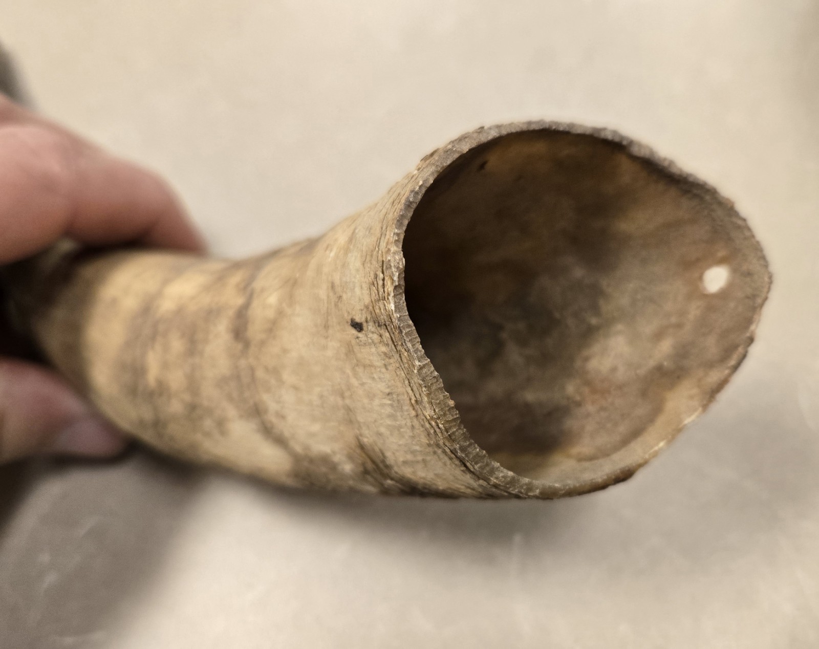Lot Unfinished Muzzleloader Black Powder Horns