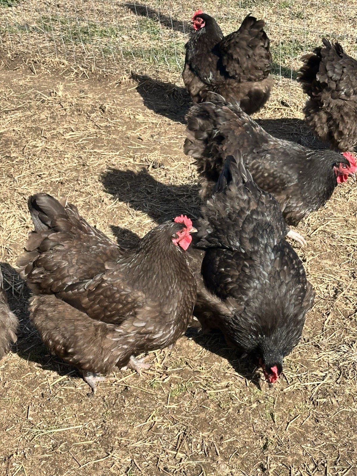 English Chocolate Orpington Hatching Eggs 12+