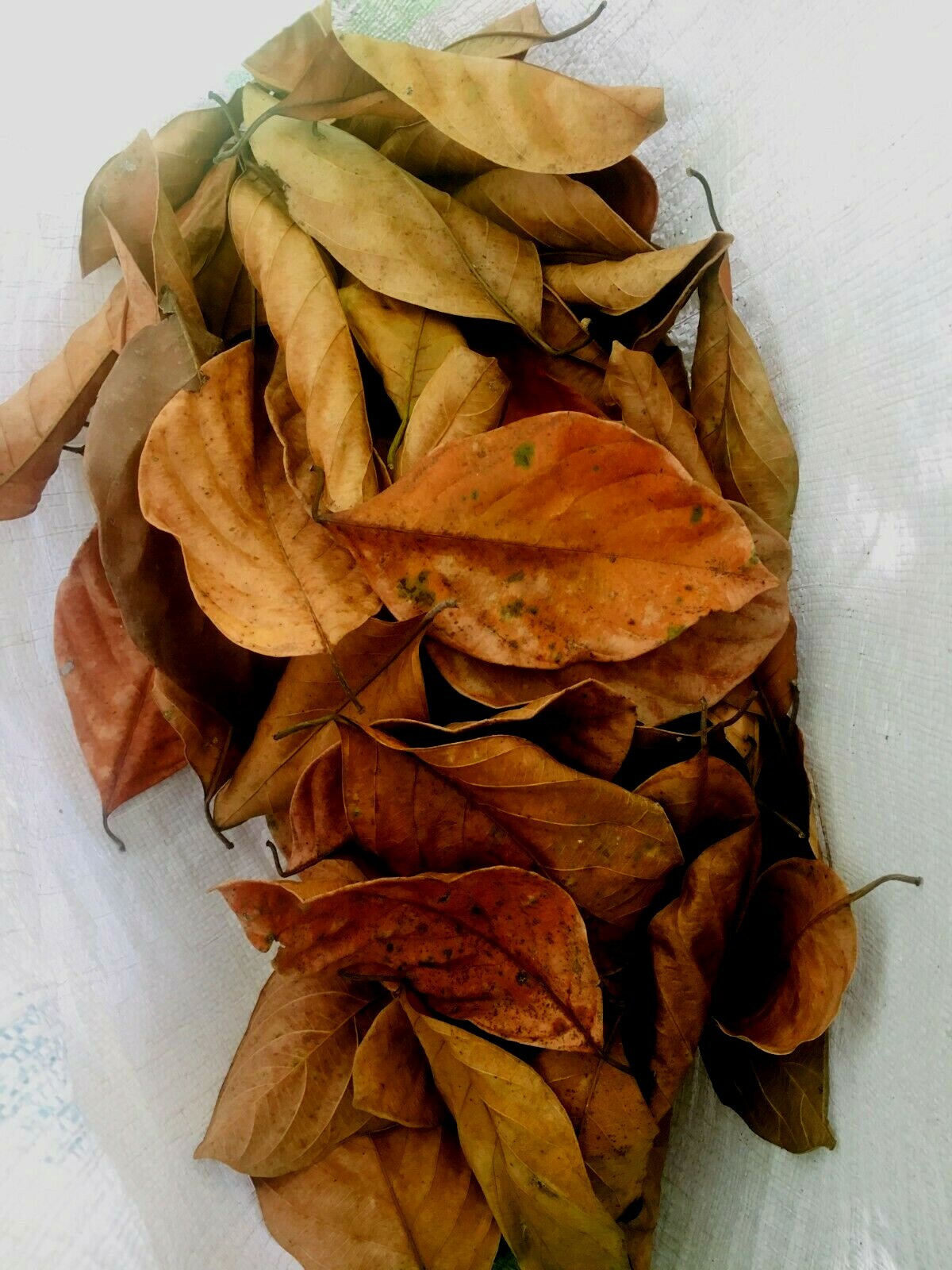 Dried Jack Fruit Leaves 100pcs100%Natural Organic,Biofilm,Free Shipping,SriLanka