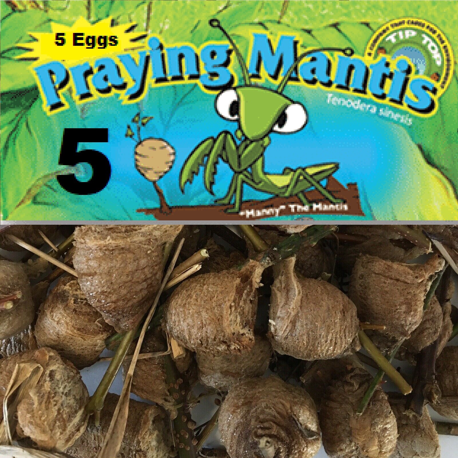 5 Chinese Mantis Egg Case FREE Hatching Habitat Bag Picked 2026 Season