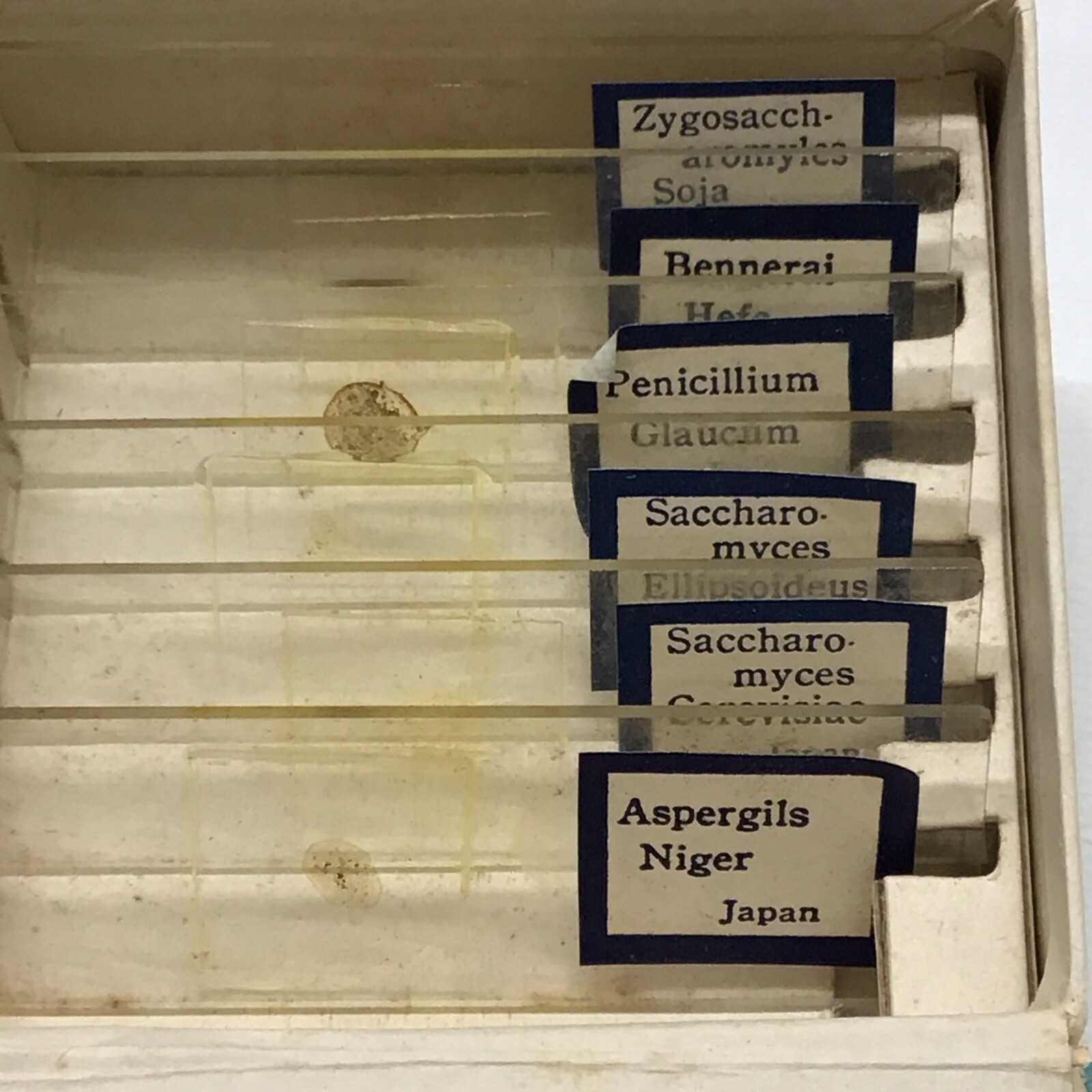 Vintage PERFECT MICROSCOPE SPECIMEN SLIDES 3 Boxes 18 Slides 810-E, N, & P