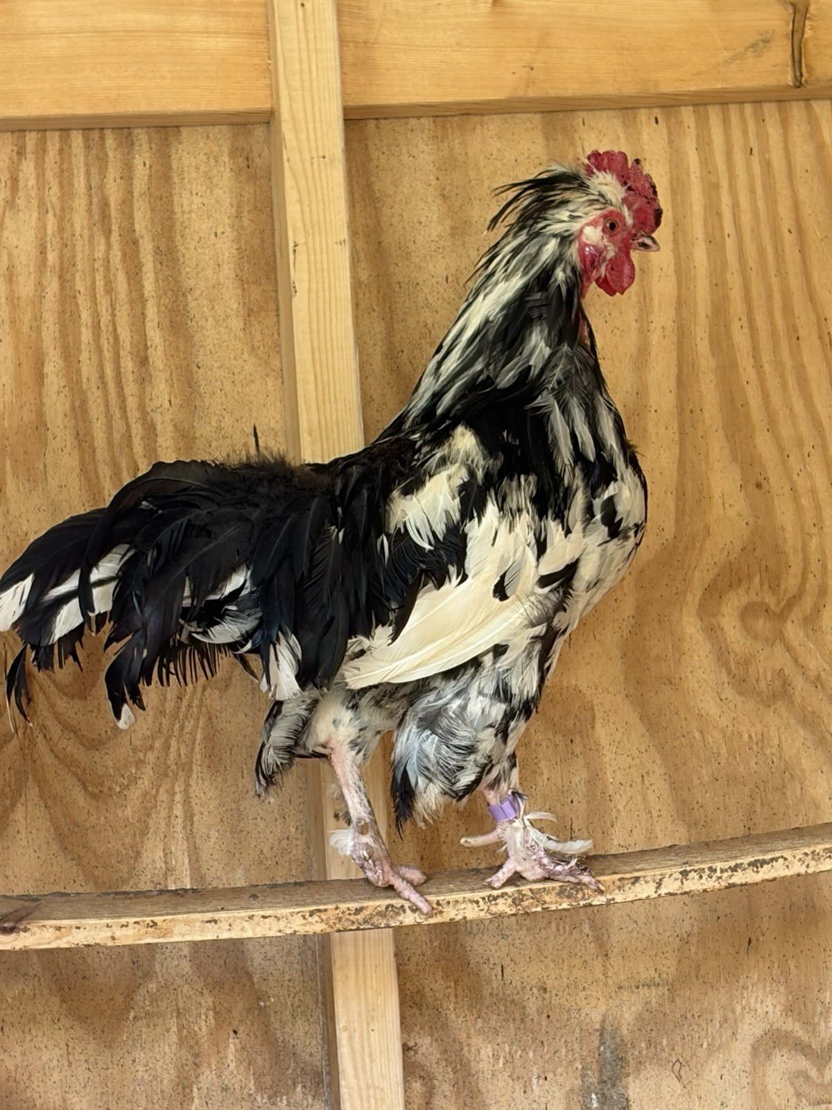 12+ Barnyard Mix Hatching Eggs