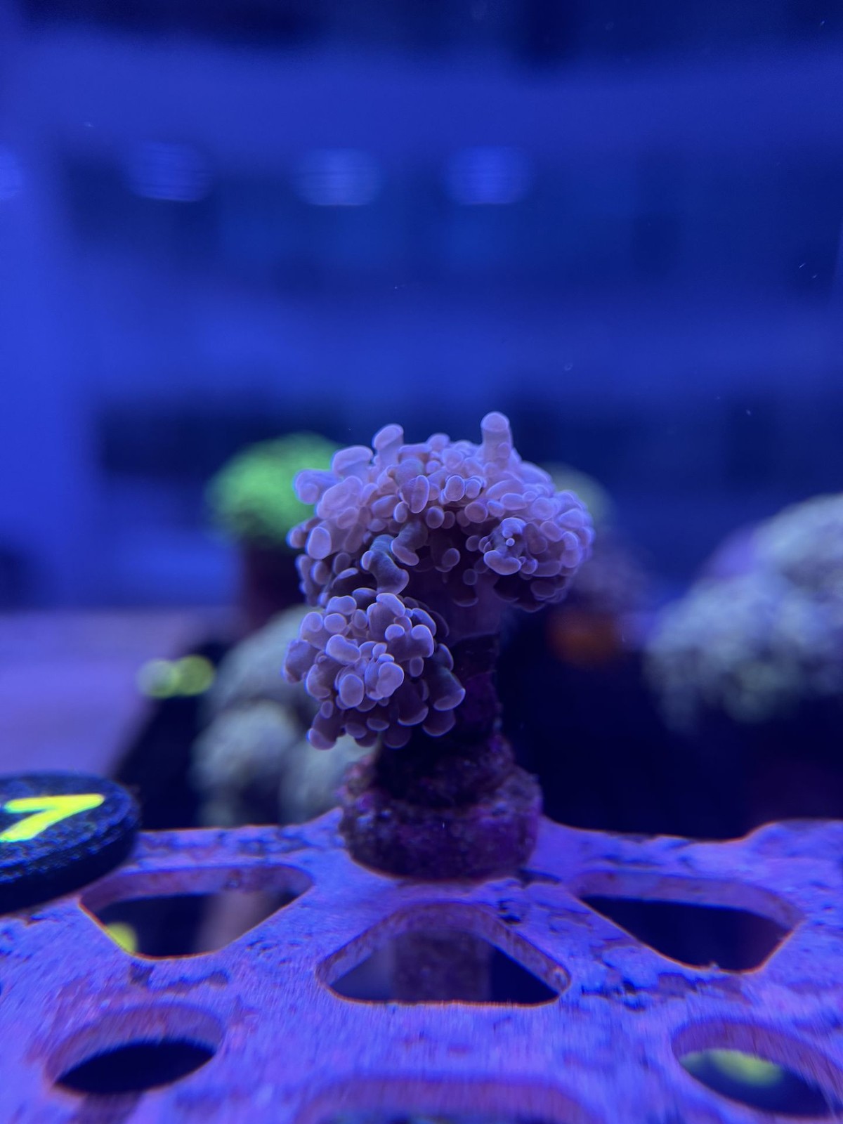 Livestock (Corals) - Frogspawn Coral - Purple (WYSIWYG)