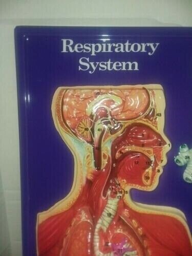 Hubbard Scientific 3D 3 Dimensional Plastic Chart Respiratory System Kit