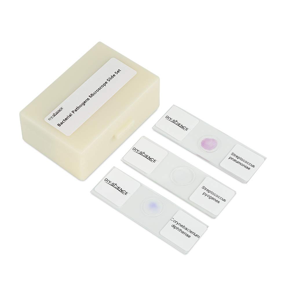 Prepared Bacterial Pathogens Microscope Slide Set, 12pcs Demonstrates The Bac...