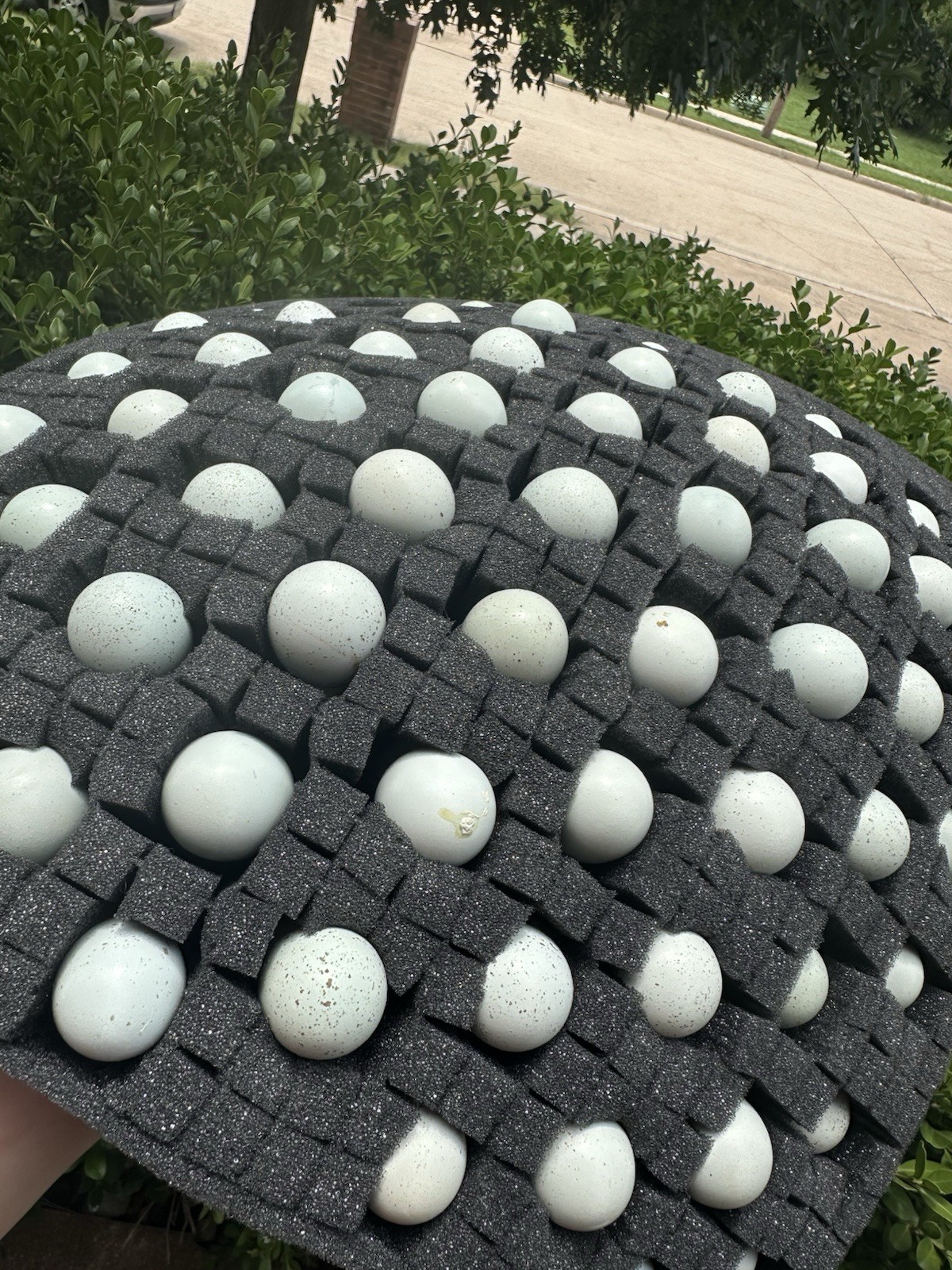54 Celadon Blue Coturnix Quail Hatching Eggs - 100% BLUE