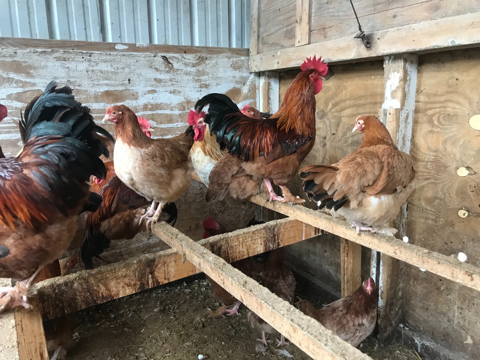 10++ Black Tail Red Marans Hatching Eggs - Cedar Hill Marans