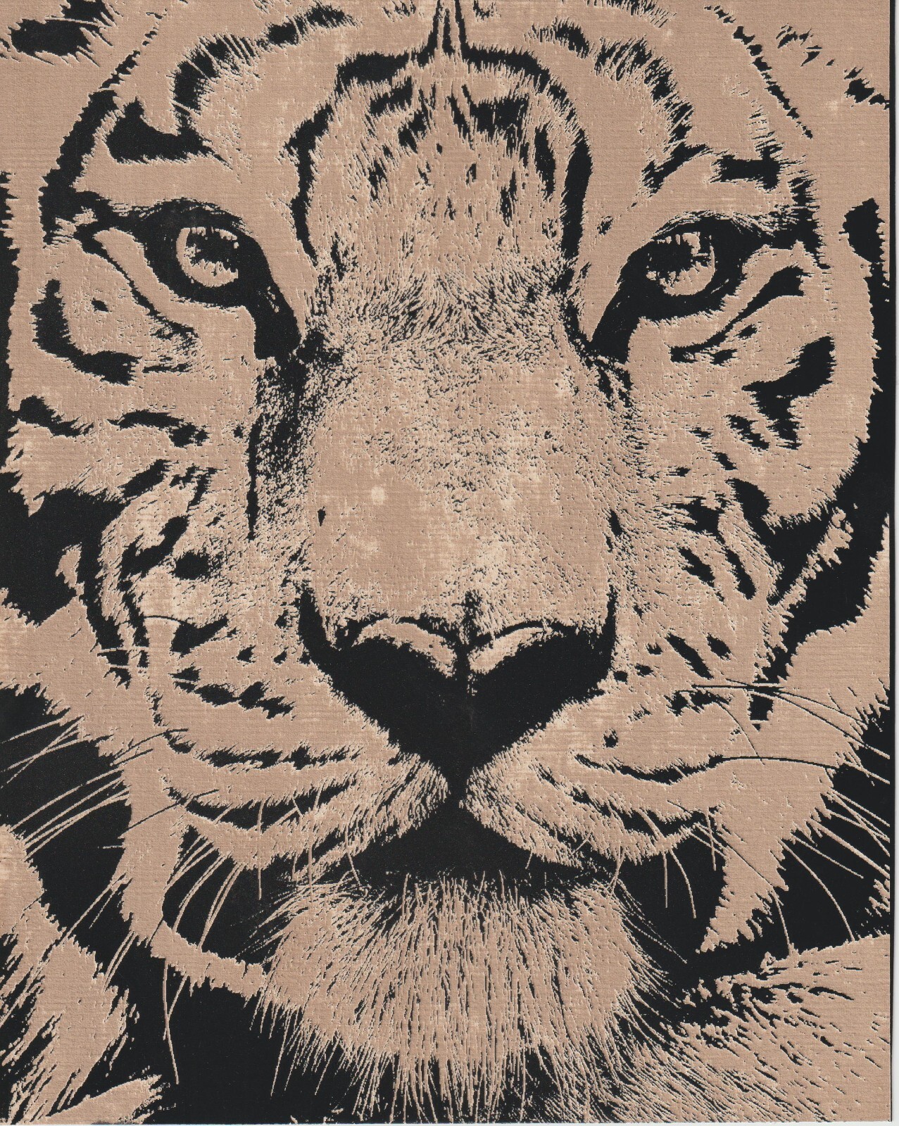 Tiger #2 Scratchboard Art 8 x 10