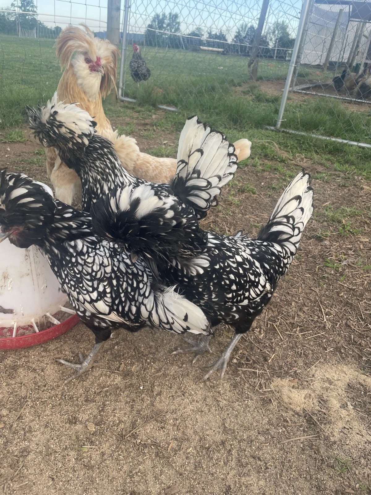 Fertile Polish Hatching Eggs 1 dozen