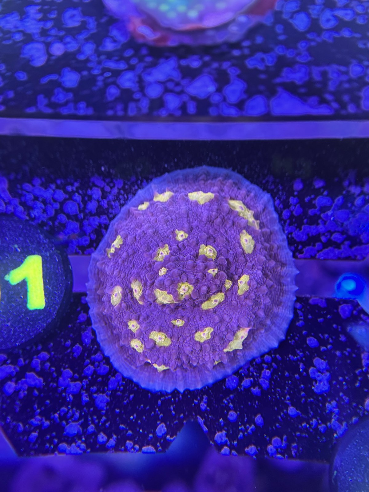 Livestock (Corals) - Chalice Coral - Easter Egg (WYSIWYG)
