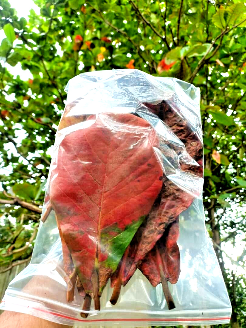 30pcs Organic Indian Almond Leaf Aquarium Catappa / Ketapang Betta Care
