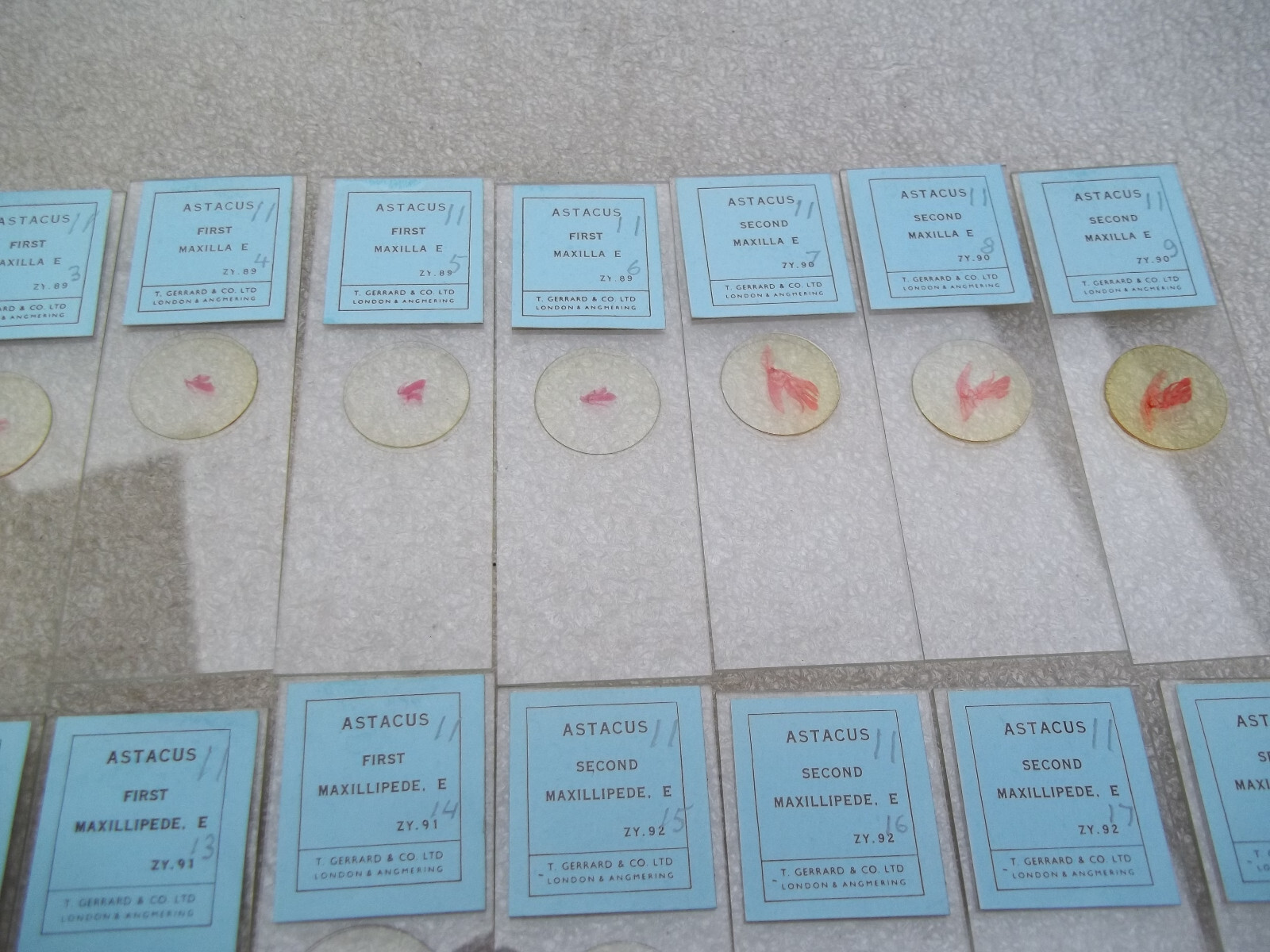 Vintage Glass Microscope Slides -