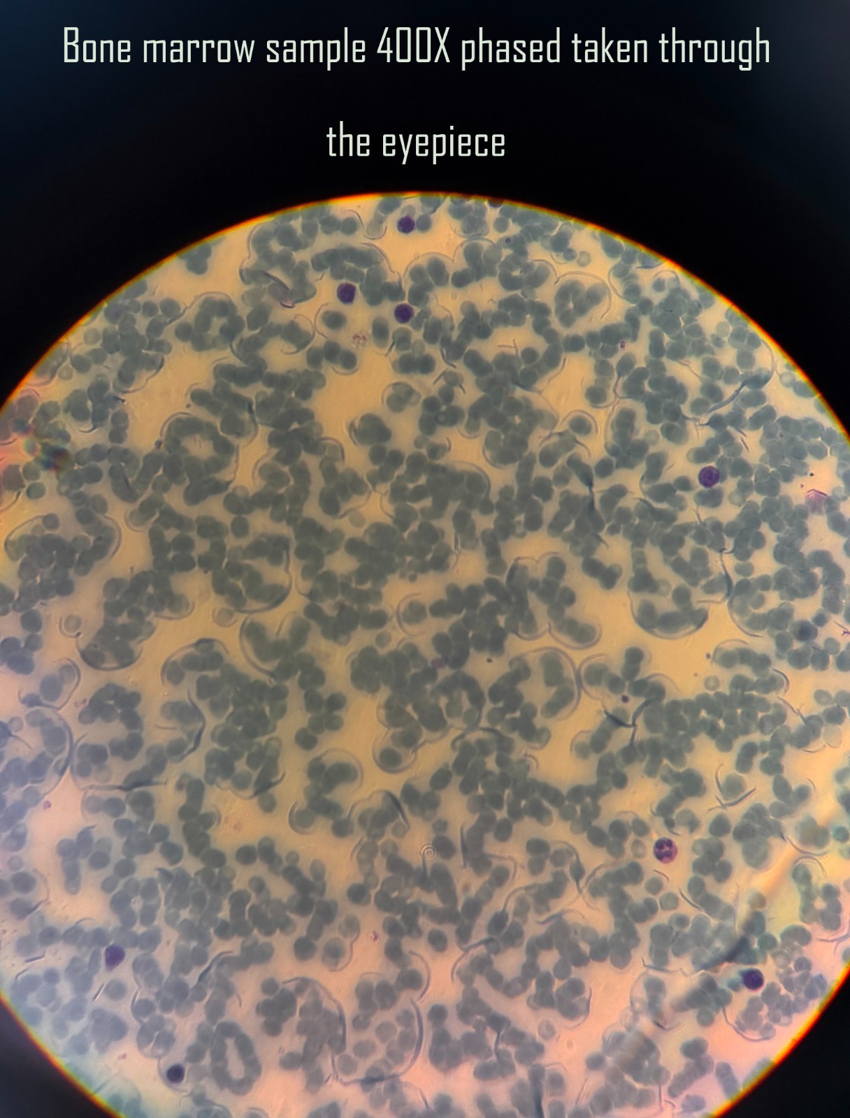 Carl Zeiss Standard 16 Trinocular Phase Contrast Microscope 5 Objectives Tested