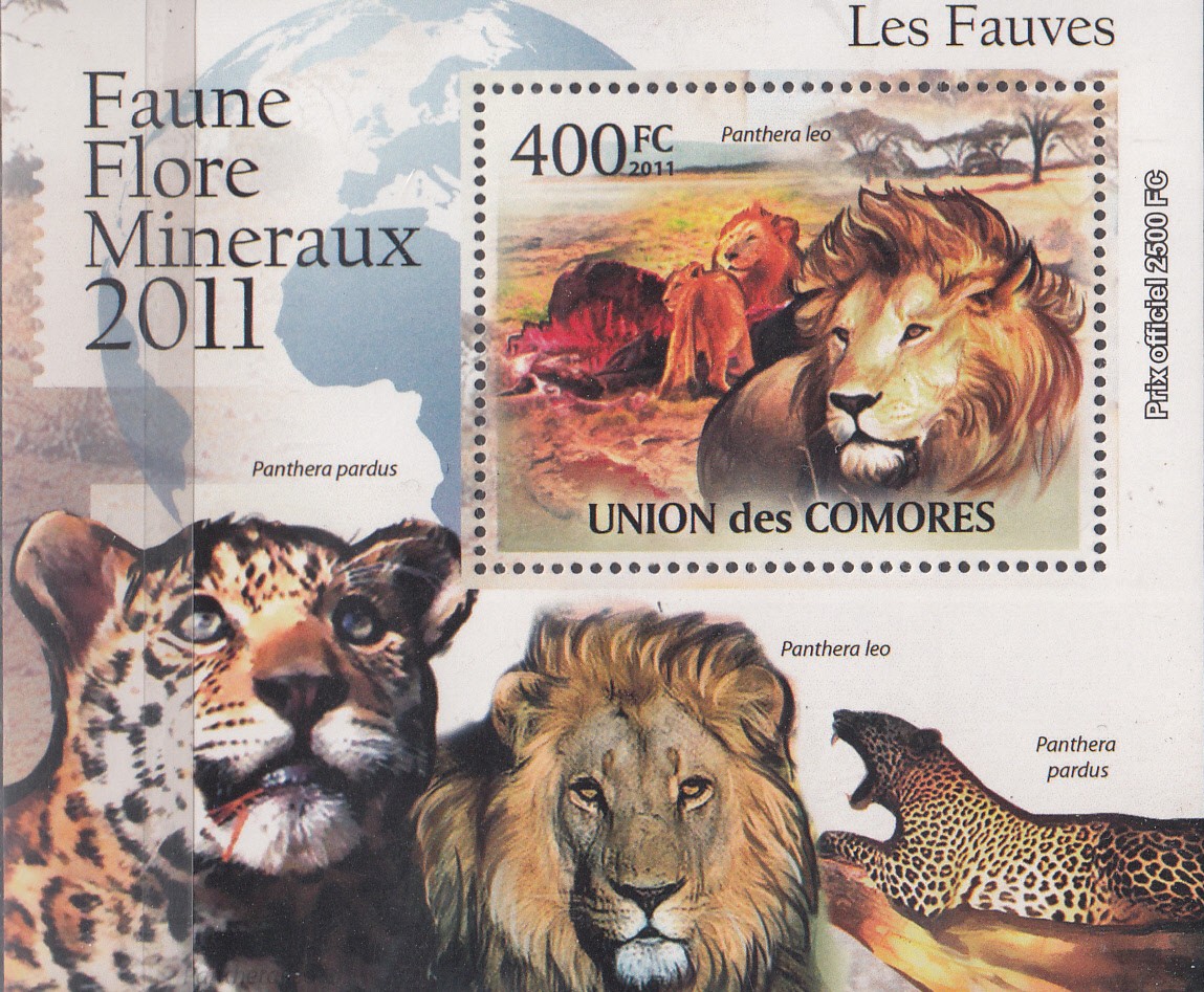 W COMORO Y2011 (12) (1) WILD CATS