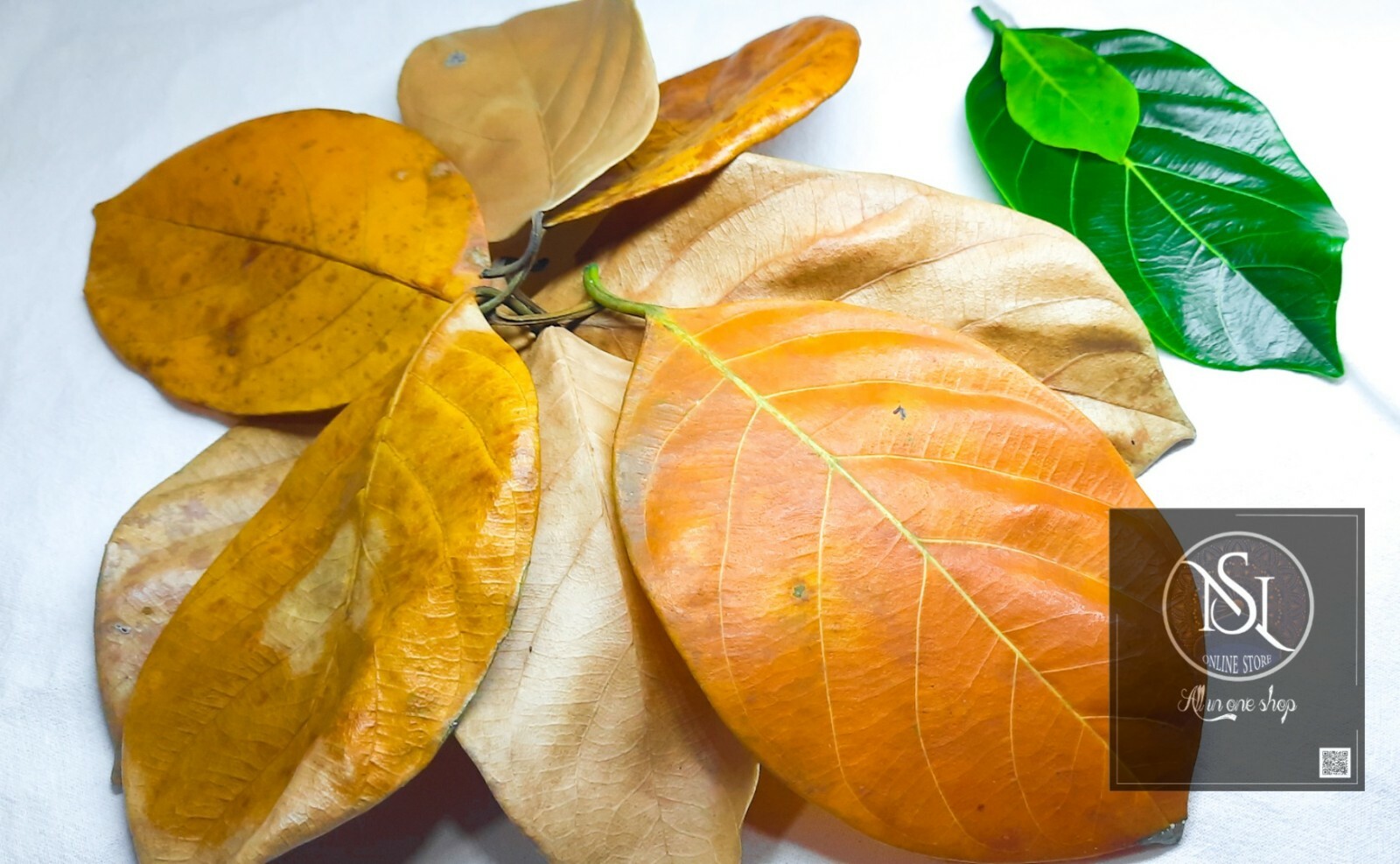 Dried Jack Fruit Leaves Biofilm Fishes Shrimp Aquarium Care Natural. 20  Leaves