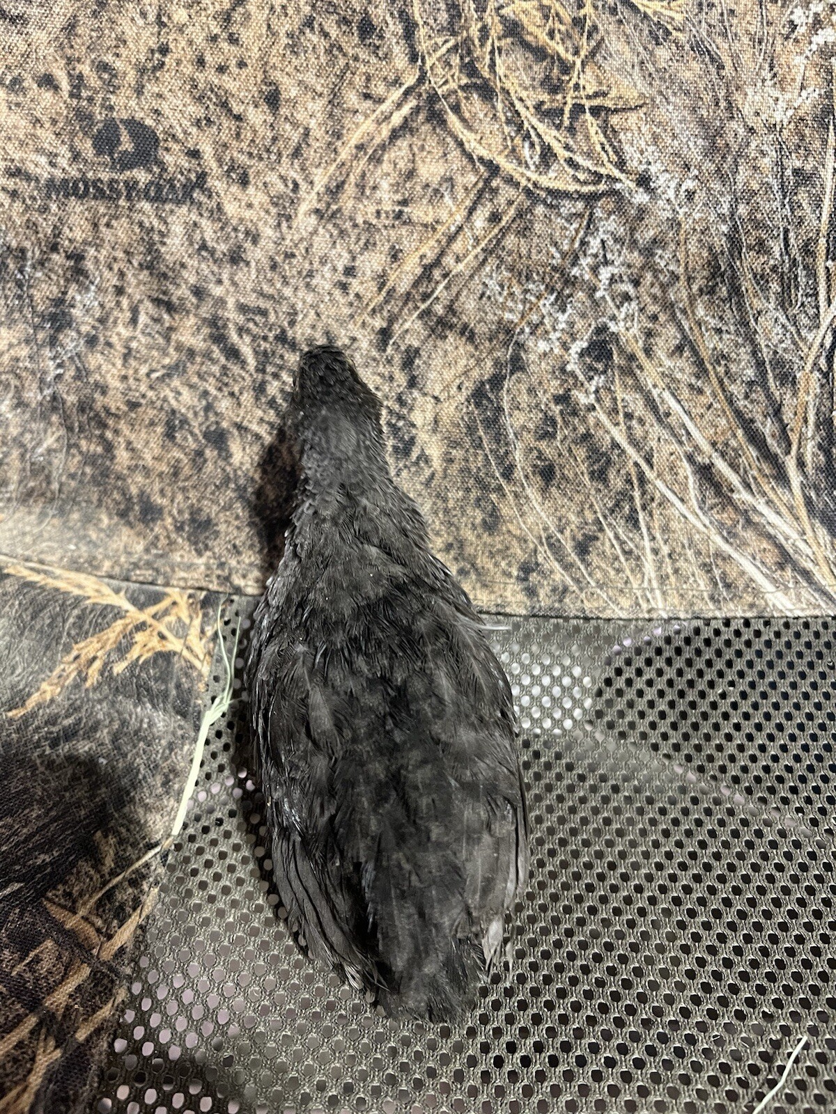24 All Black Coturnix Quail Hatching Eggs NPIP Healthy