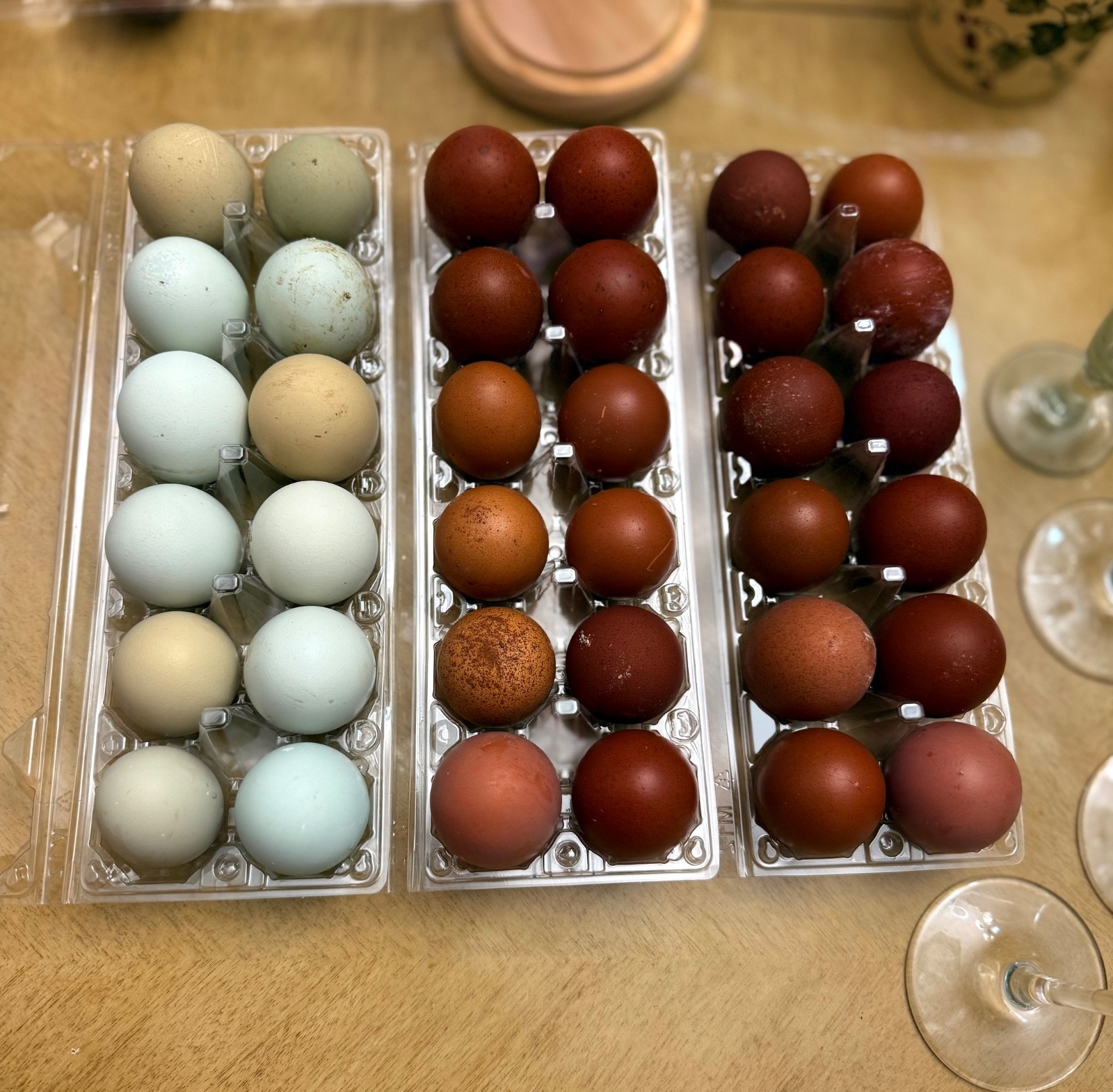 NPIP 12+ black copper maran eggs (6-8 range)