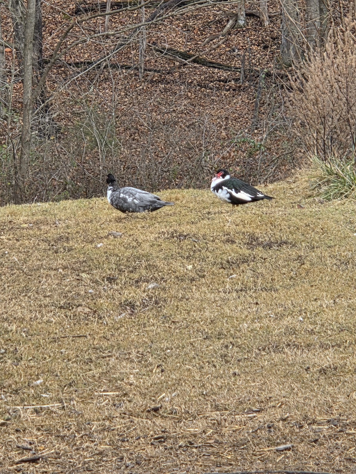Muscovy Duck Hatching Eggs 12