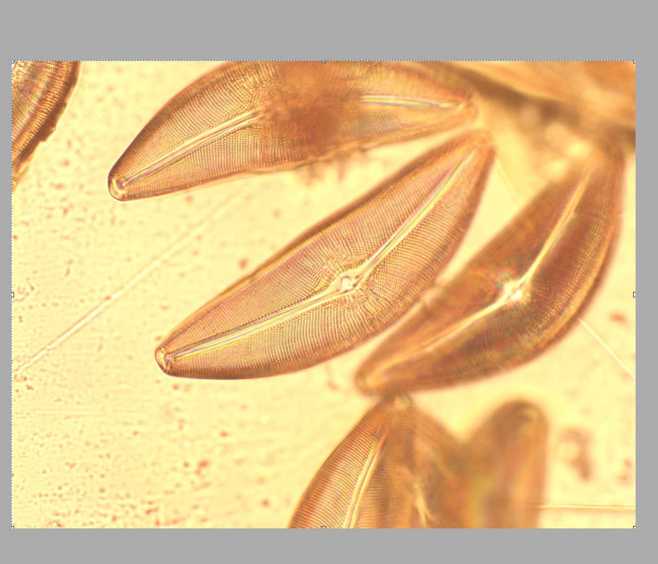 *CLEAN* Olympus Microscope objective lens NCSPlan 40 0.70 160 0 RMS 34790