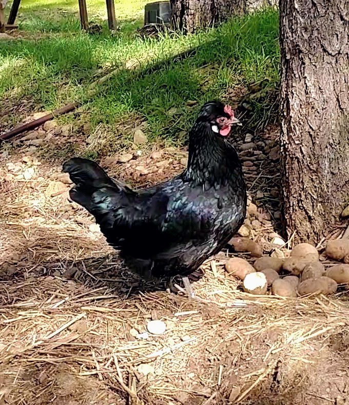 6 Fancy & Rare Breed Chicken Hatching Eggs
