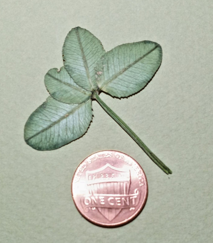 Real 4 leaf clover - dried, and pressed - Trifolium repens, Lucky item #1