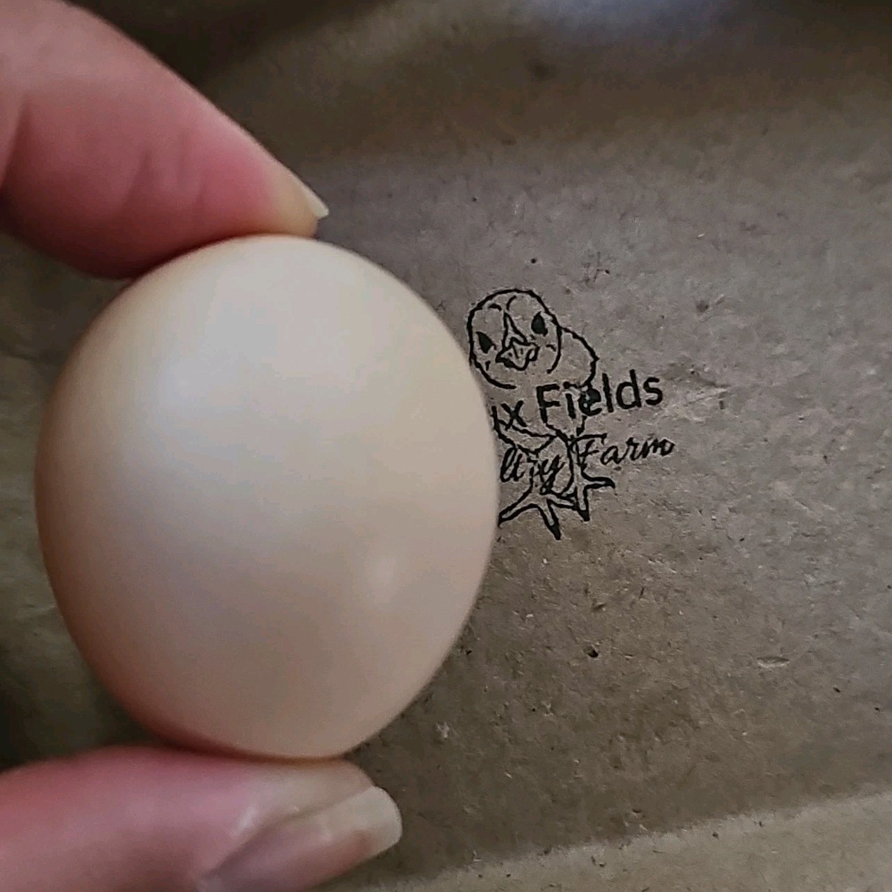 Vaux Fields Poultry Farm - 12 Assorted *Mystery* Hatching Eggs!