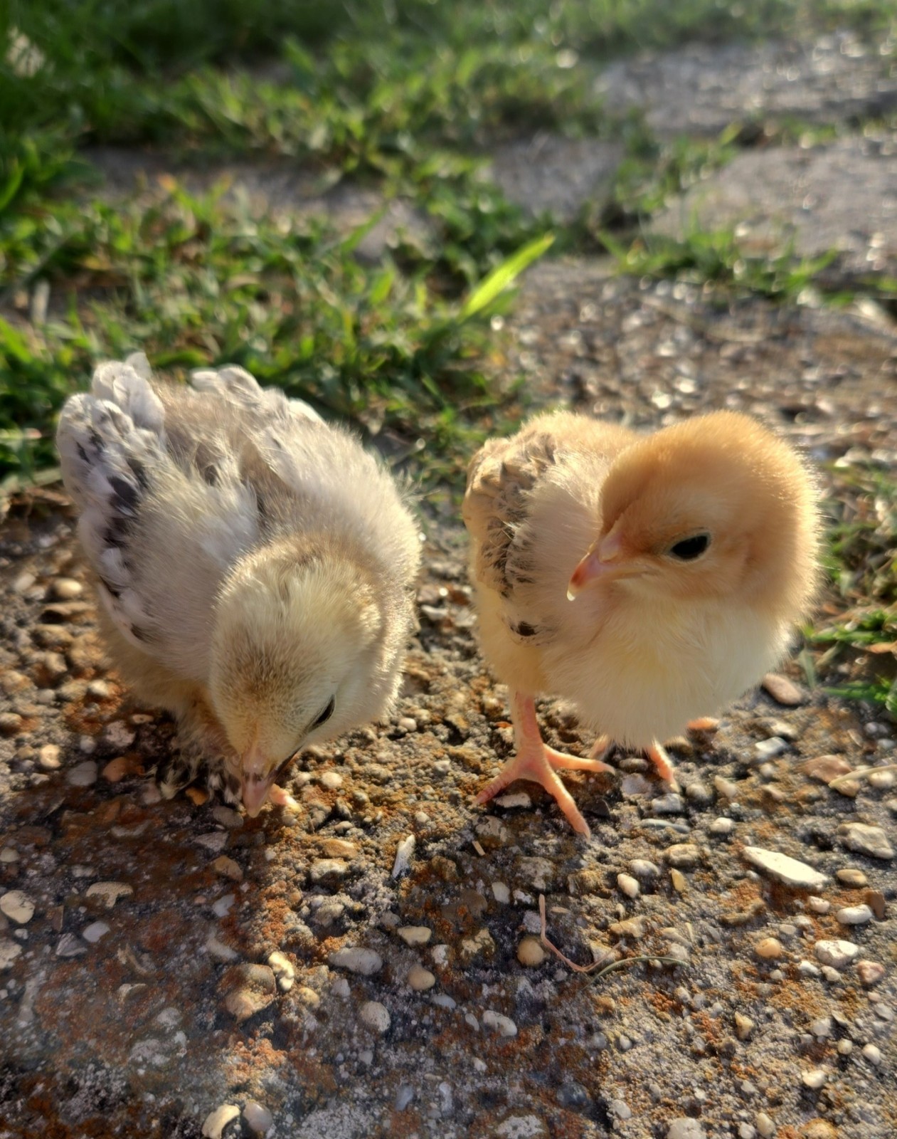 Booted Mille Fleúr Serama Hatching Eggs (6) NPIP Certified