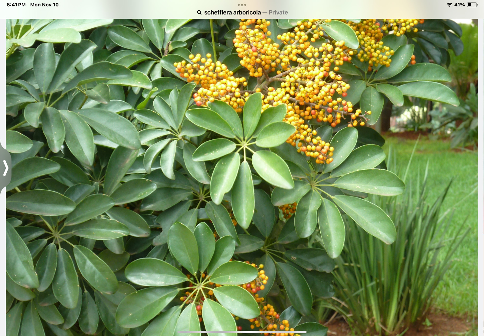 25 Fresh Seeds*Schefflera Arboricola*dwarf umbrella tree*FREE shipping*BONSAI*