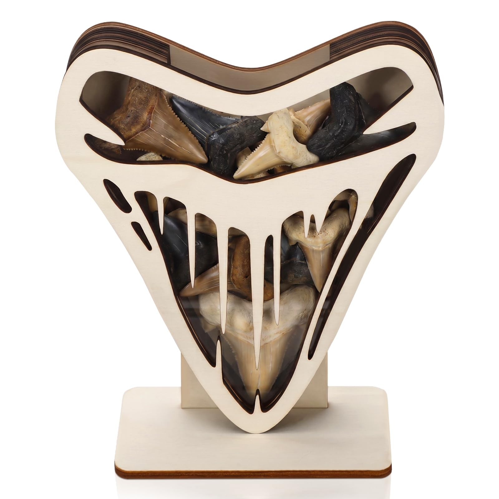 Shark Tooth Display Case 8 x 7 Inch Wooden Shark Teeth Holder Shadow Box with...