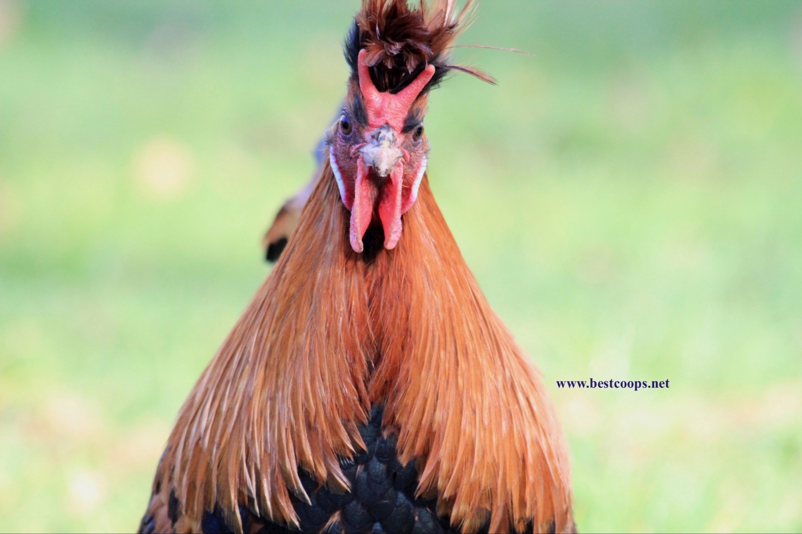 6+ Gold Appenzeller Chicken Hatching Eggs