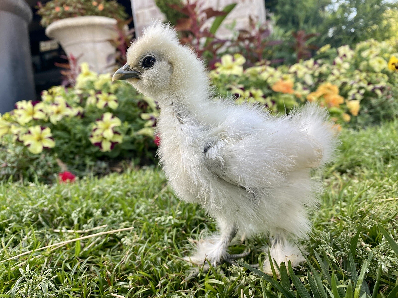 SHOW QUALITY 10 Silkie Chicken Hatching Eggs