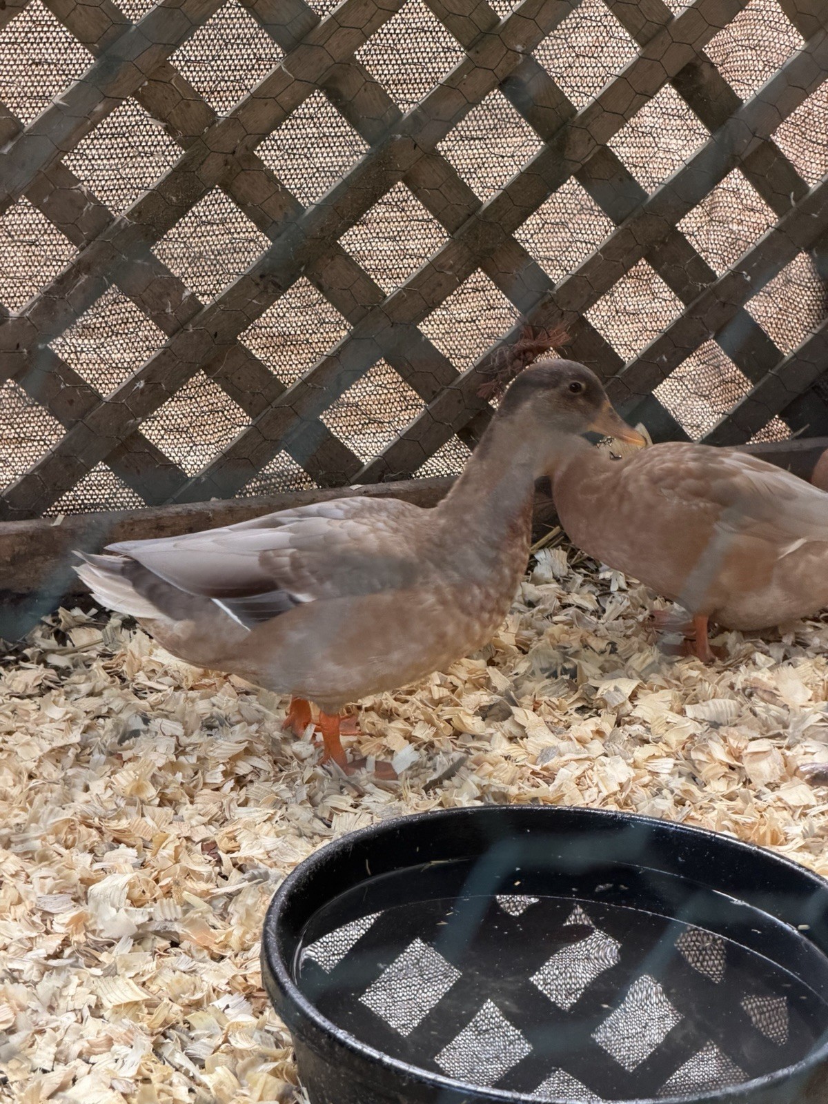 6 BUFF Call Duck Eggs- Shipped Fresh & Quickly With Care
