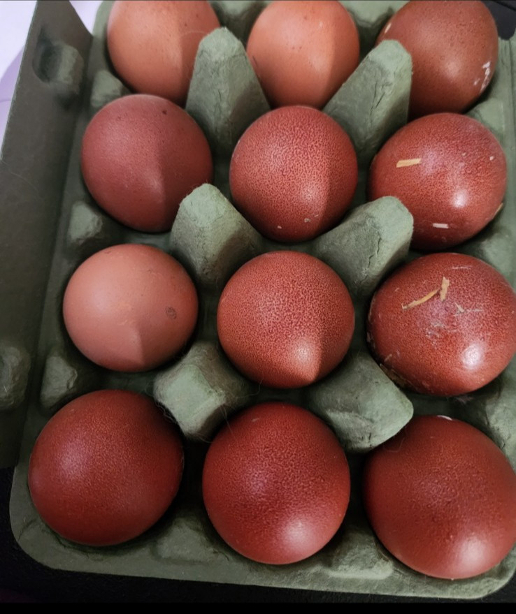 10+2 Show Quality Black Copper Maran Hatching Eggs Spotted Dark Brown