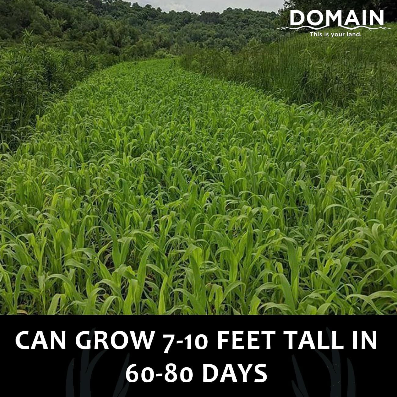 Incognito Deer Plot Seed, 1/4 Acre, Create Concealment to and from Stand or Plot
