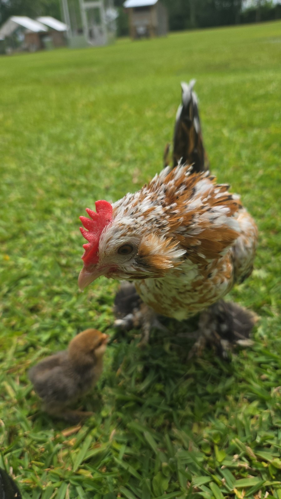 Belgian Bearded Mille Fleúr D'uccle Hatching Eggs (12+) NPIP Certified