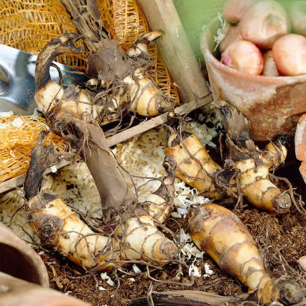 Cannas Giant Black Knight Bulbs (Set of 6)