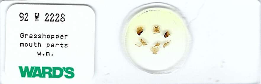 Grasshopper Mouth Parts w.m. Microscope Slide