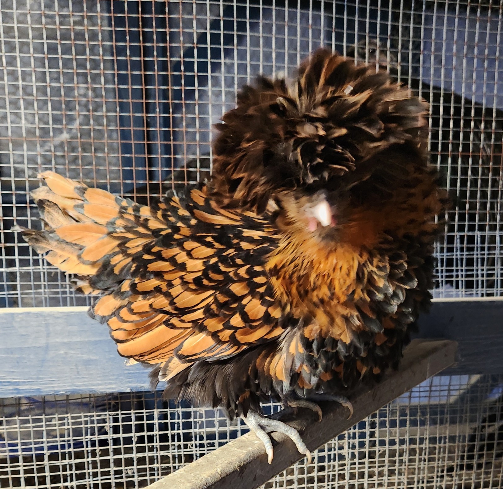 Gold Laced polish Hatching Eggs. NPIP AI Clean.Exhibition Lines With Frizzle