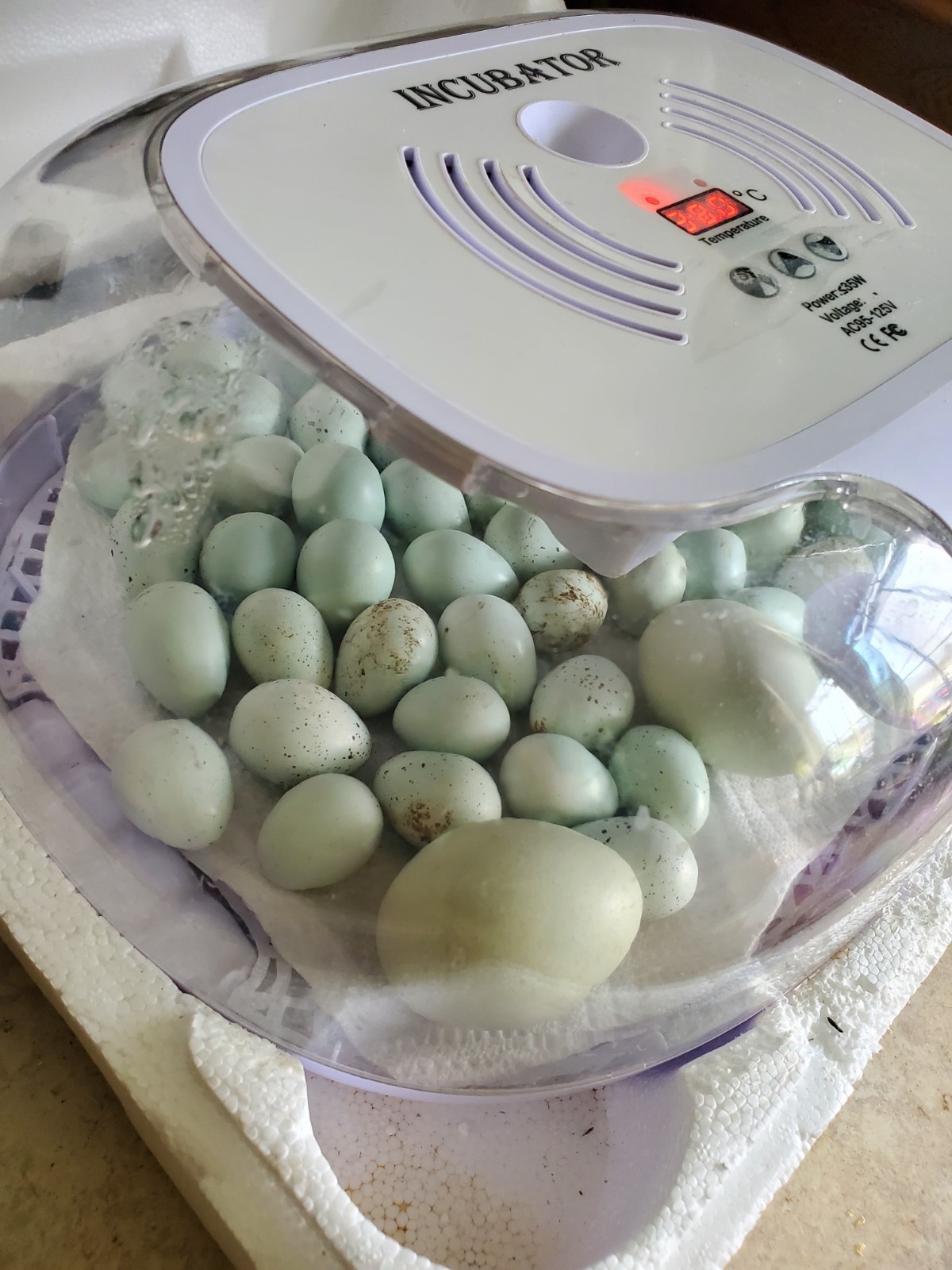 4 Fresh Celadon Quail Fertile Hatching Eggs Shipped Securely
