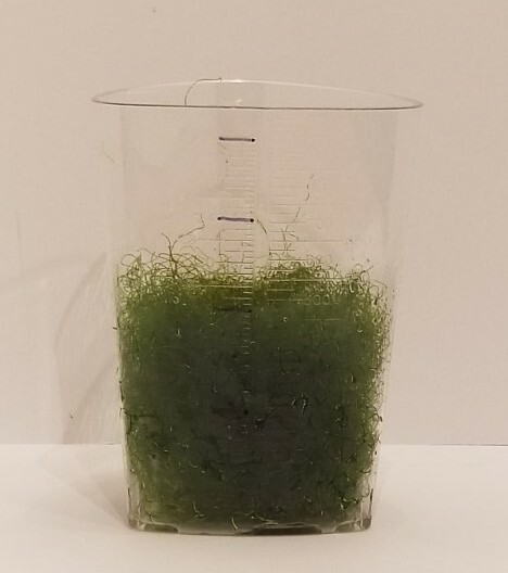 2 cups of Macro Algae Chaetomorpha Chaeto Marine Aquarium Refugium Free Priority