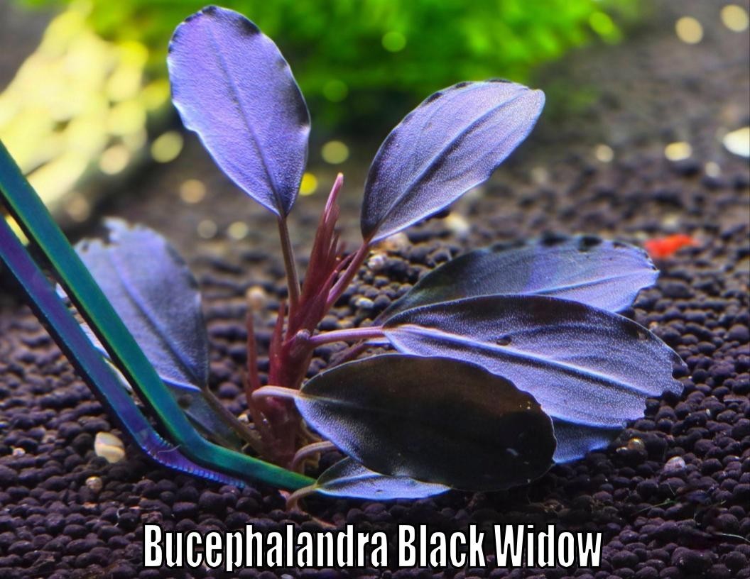 Bucephalandra Black Widow Live Aquatic Plants Aquarium Plants Freshwater Rare