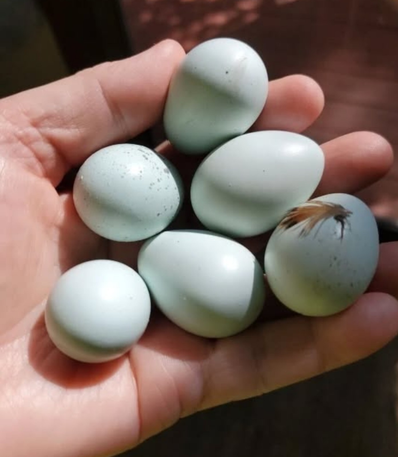 4 Fresh Celadon Quail Fertile Hatching Eggs Shipped Securely