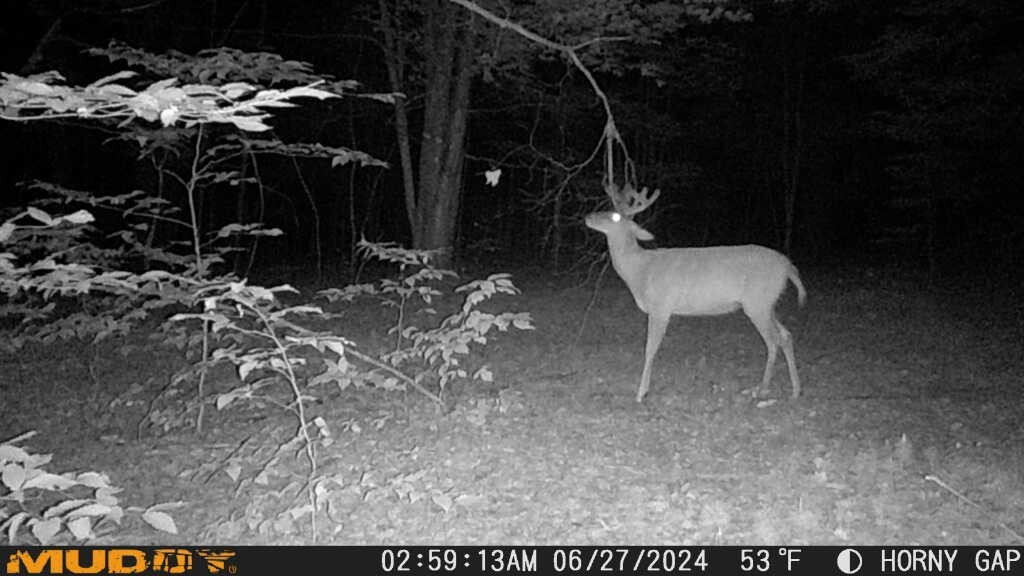 deer attractant Rope Kit! Free Shipping!