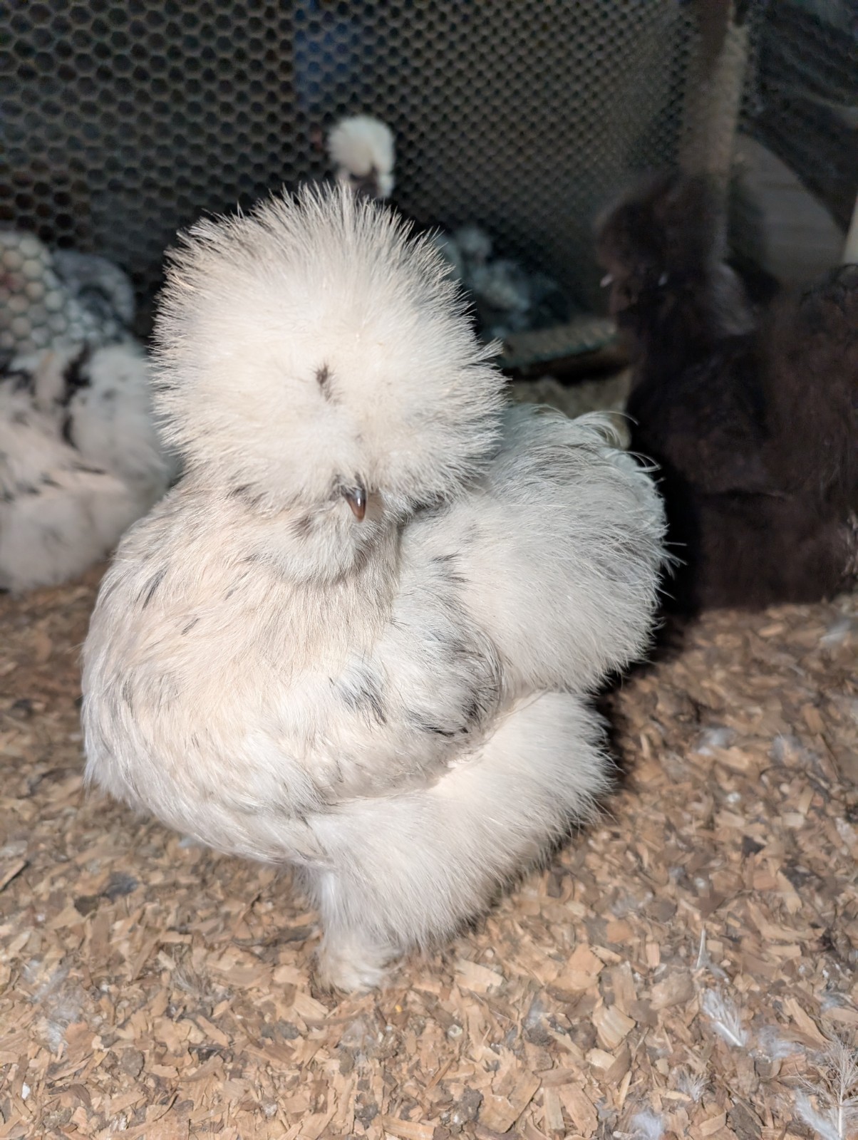 12+ Quality Buff, Paint, Mottled Eggs NPIP