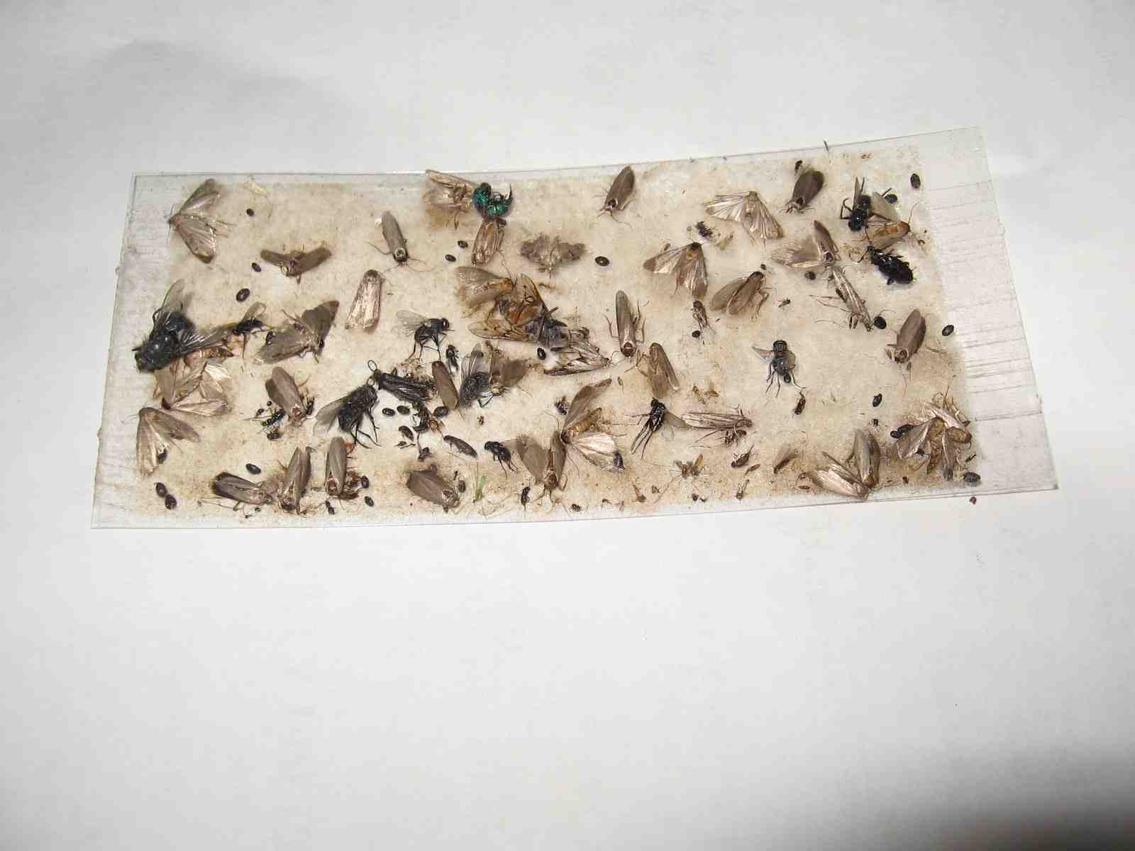 8 pk Fly Trap / Strip / Tray. Window / Floor. Catch flying, crawling insects
