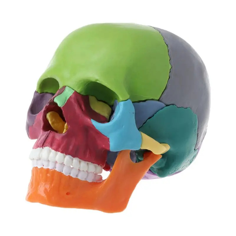 15Parts Colorful Human Skull Model Anatomical Anatomy Medical Teach Skeleton New