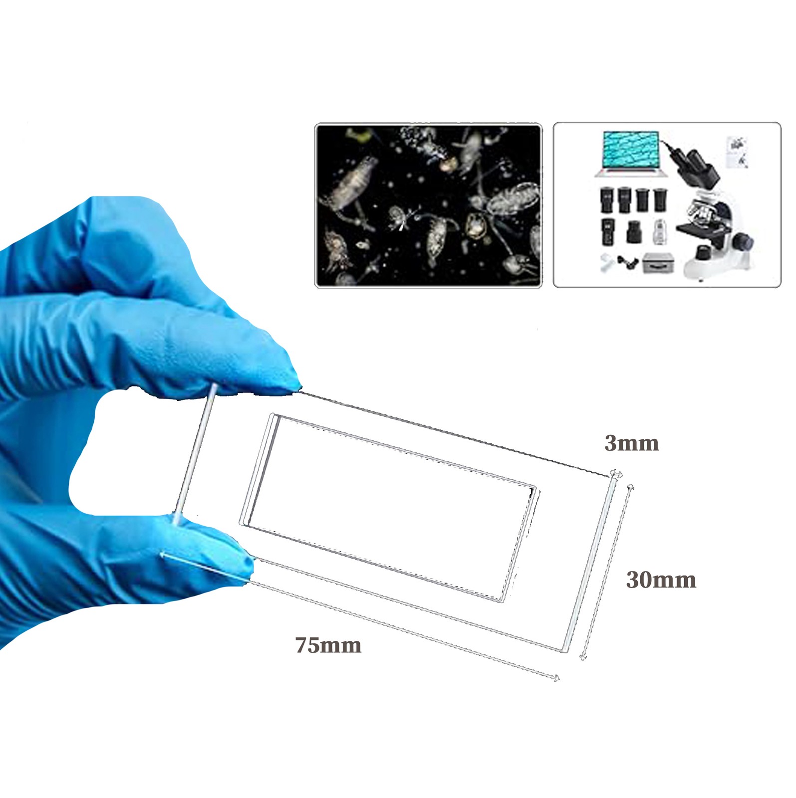 Plankton Counting Cell Glass Microscope Slide 100x Cover Glass Sedgewick Rafter