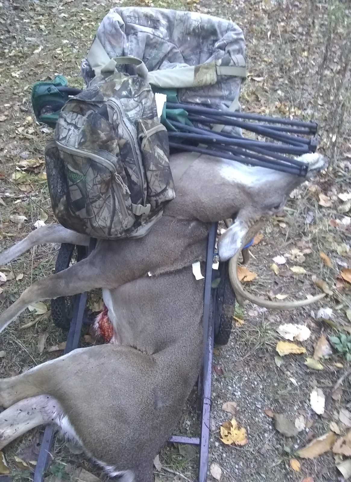 Ultimate Bear, Deer, and Wild hog Call Lure!