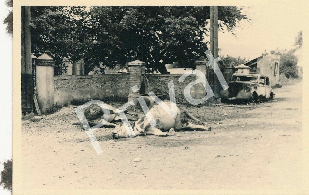 Photo WW II Destruction Ruins Car Wreck Dead Horses France F1.65